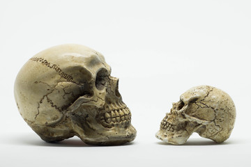 skull on brown vintage paper