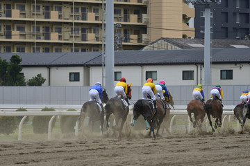 horse race