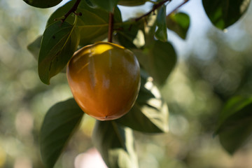 Persimmon in fiels