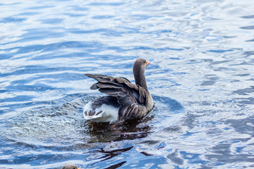 The greater white-fronted goose (Anser albifrons) 