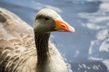 The greater white-fronted goose (Anser albifrons) 