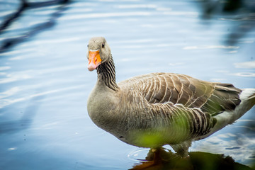 The greater white-fronted goose (Anser albifrons) 
