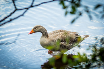 Canada goose on canal water, close up shot