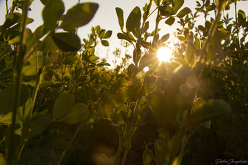 rayos de sol