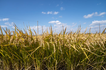 Rice in field