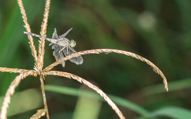 Insects on grass green in nature.