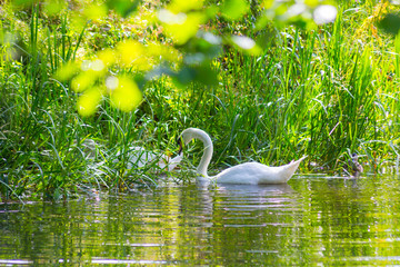 Weißer Schwan auf dem Kanal mit grünen Blättern und schöner Spiegelung im Wasser.
