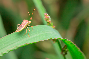 Insects on grass green in nature.
