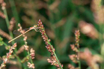 Insects on grass green in nature.