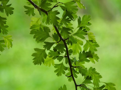 Hawthorn Tree