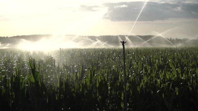 Water sprinklers at sunset irrigating a corn farma