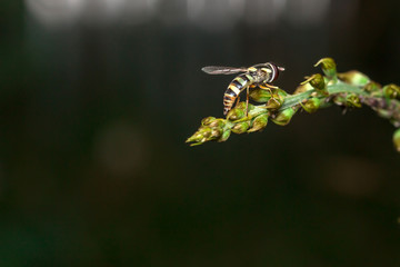 Bee on green tree Living in the nature of insects.