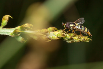 Bee on green tree Living in the nature of insects.
