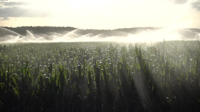 Water sprinklers at sunset irrigating a corn farma