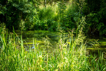 Beautiful green nature at the Monklands Canal in Coatbridge, Scotland 