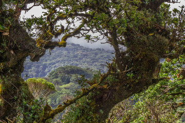 Looking through a window between trees at the jungle of Costa Rica