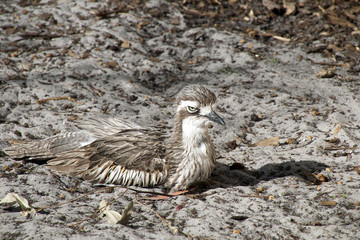 Albany Australia, Bush stone-curlew a native ground-dwelling bird nesting