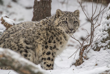 Snow leopard cub standing in the snow