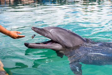 Tourist feed Dolphin