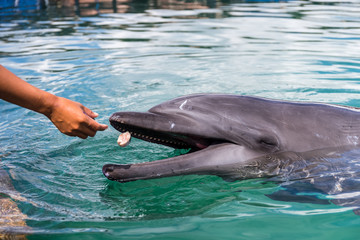 Human give fish to Dolphin