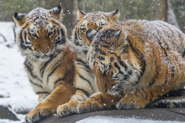 Snow falling on tigers that are cuddling on a rock