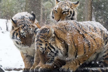 Snow falling on tigers that are cuddling on a rock