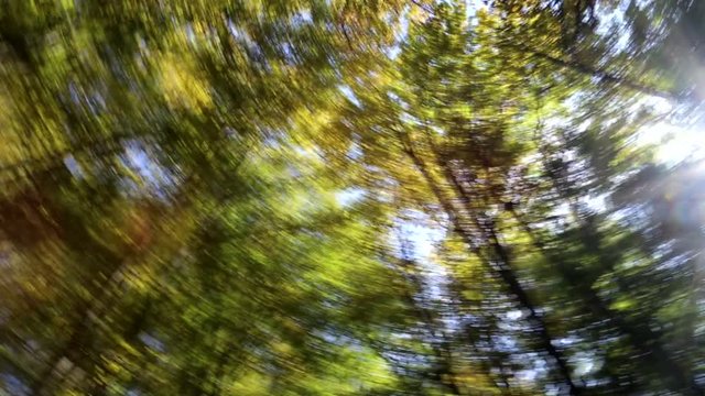 Lens flare in the forest. Recorded with a canon 6d in 2016.