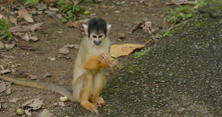 Squirrel Monkey in zoo park