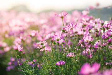 pink Cosmos Flower Field With sunlight