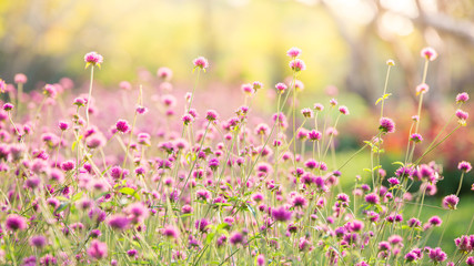 Obraz na płótnie Canvas amaranth Flower Field With sunlight