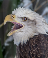 Close up of eagle face screeching