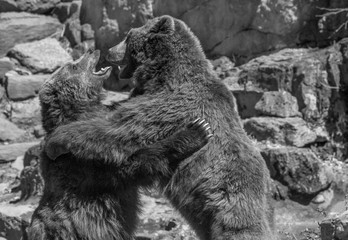 Bears wrestle and play with a big bear hug