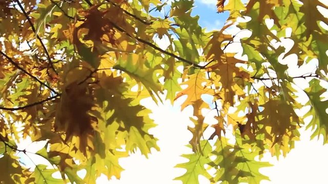Blowing yellow leaves of an acorn tree in autumn.  60 fps, slow motion.