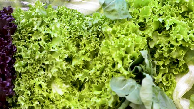 Different kinds of fresh lettuces on display for sale at grocery store. Panoramic plan. Shift