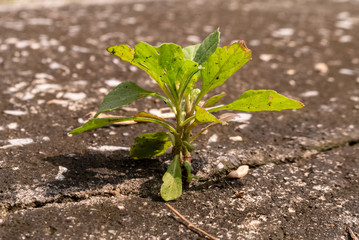 young plant in mortar