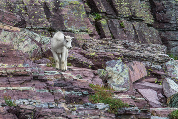 Baby mountain goat perched up on the rocks