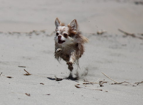 飛ぶチワワ