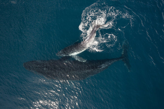 Female whale and calf swimming in sea