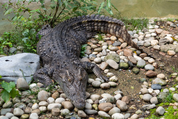 crocodile in the zoo