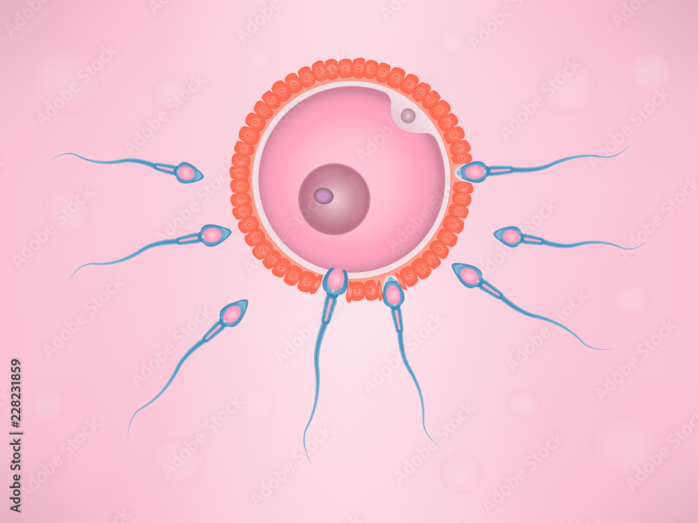 Poster human fertilization in uterus of an ovum and a spermatozoon.