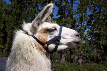 pack llama on the trail © Gail Ann Williams