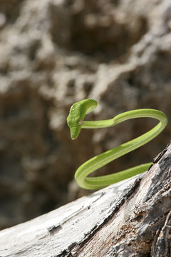 Vine Snake