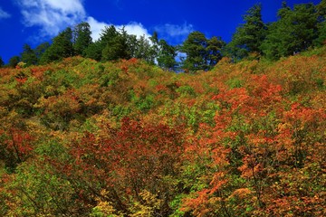 紅葉の桃洞渓谷