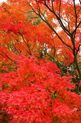 燃えるような赤のもみじ