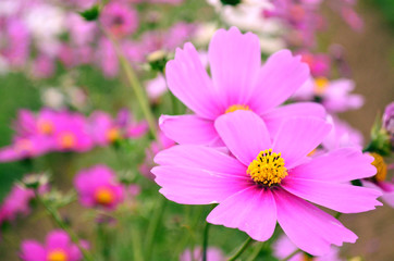 Obraz premium コスモスの花