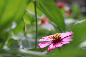 Top view of  pink zinnia flower in the garden