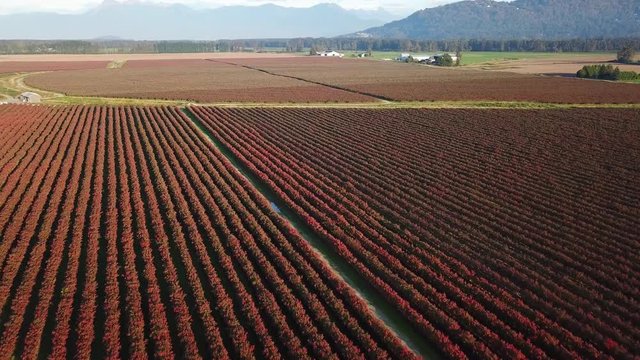 Acres of blueberry farms in full autumn colors make a beautiful panoramic view of red ish vegetation across the horizon