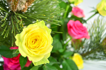 大輪の黄色いバラ