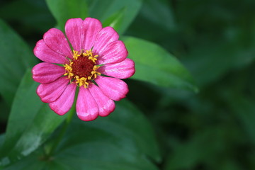 Fototapeta premium Top view of pink zinnia flower in the garden