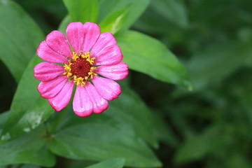 Top view of  pink zinnia flower in the garden